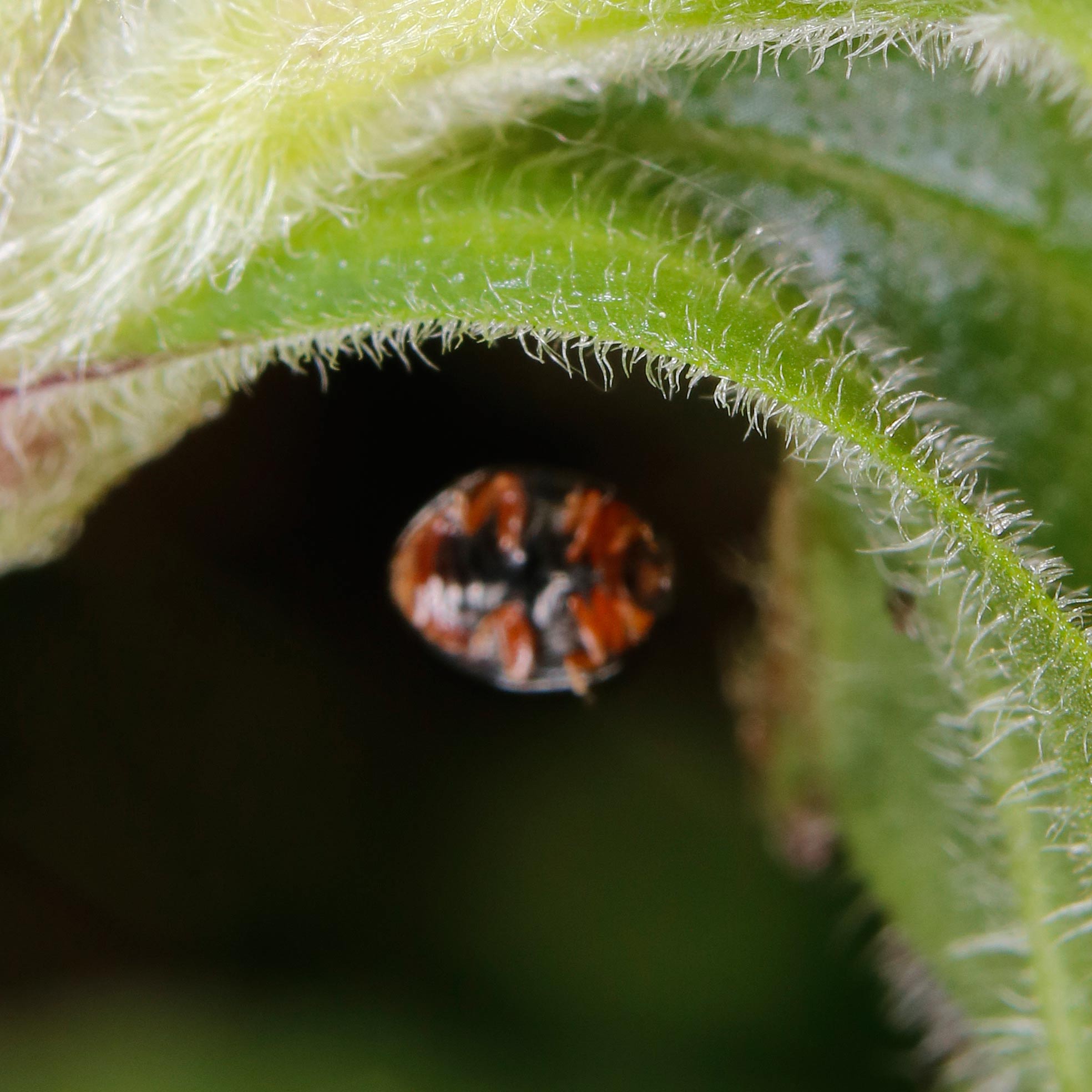 Coccinellidae: Exochomus nigromaculatus